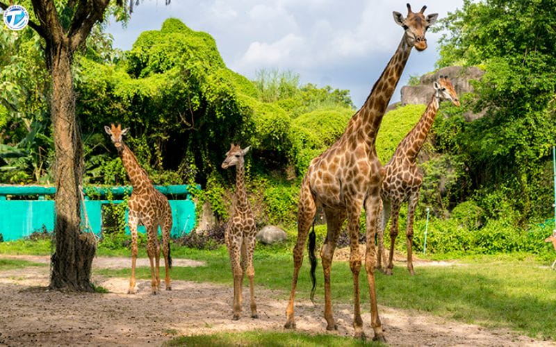 Vườn Bách Thú Khu Du Lịch Đại Nam